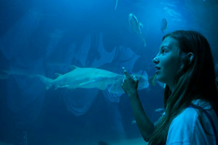 Enforex 阿利坎特夏令營營員參觀水族館